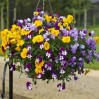 607905-viola-wittrockiana-hybriden-freefall-formula-mixed