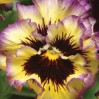608560-viola-wittrockiana-hybriden-frizzle-sizzle-lemonberry
