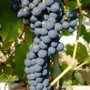 820265-blauwe-buitendruif-mika