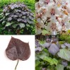 840700-purperen-trompetboom-purpurea