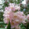 840800-woestijnwilg-summer-bells