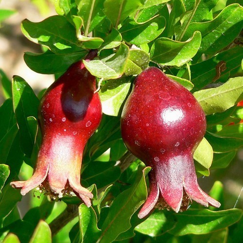 geldgeschenk olivenbaum Mini-Olivenbaum (Geschenk) kaufen
