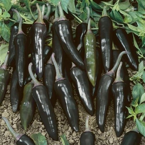 209391-peper-serrano-purple.jpg
