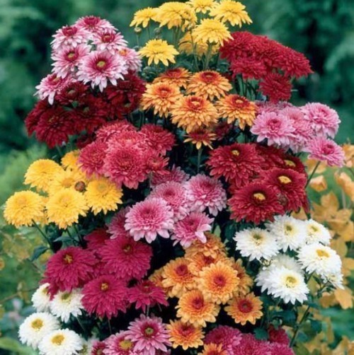 Chrysanthemum indicum