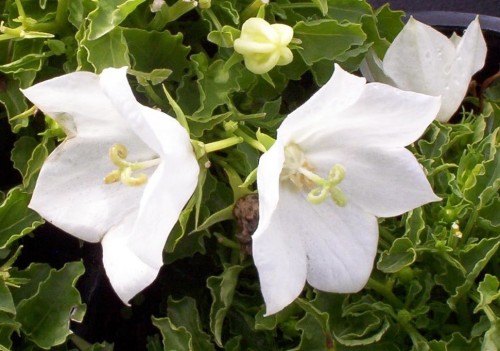 Campanula carpatica Pearl White - Muller Seeds