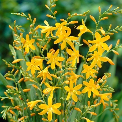 Crocosmia hybrida 'George Davidson'