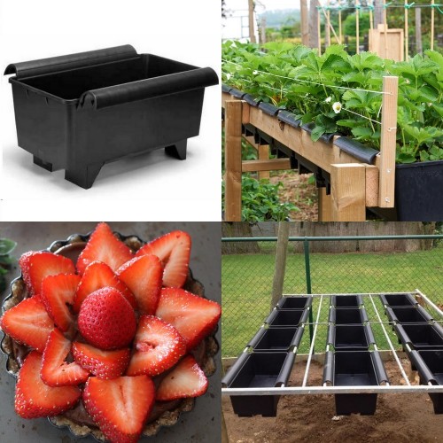 Aardbeienbakken + Aardbeienplanten