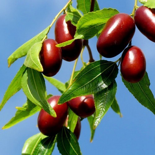 Chinese red dates used in WomenPlus