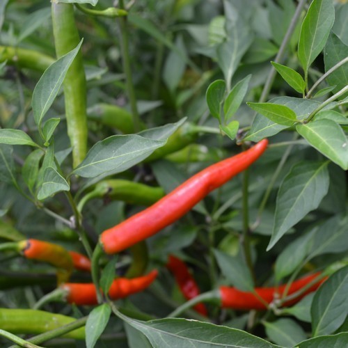 Semi Di Peperoncino Thai Red Hot – 10 Semi, Varietà Dragon Hot, Produzione 2019