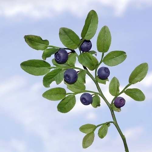 guimauve plant Graines de Guimauve Officinale Bio  La Ferme de Sainte Marthe