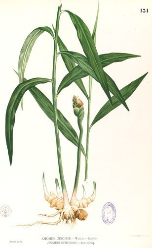 olivenbaum speisekarte Lebensechter Olivenbaum main image 0