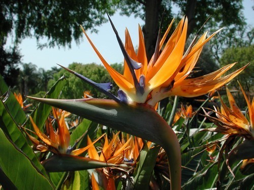 Zaden zaaien: 6 tips voor het zaaien van elke plant - Gardeners World
