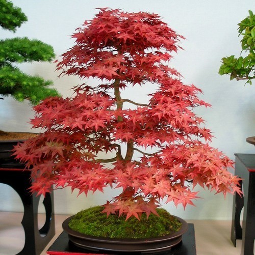 purin☆ Acer palmatum 'Atropurpureum'/'Bloodgood'/'Inazuma'/'Osakazuki'