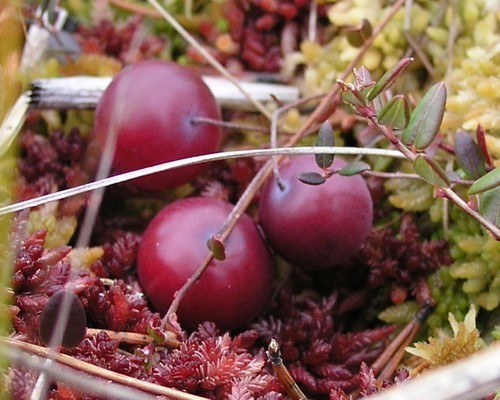 Cranberry 'Early Black'
