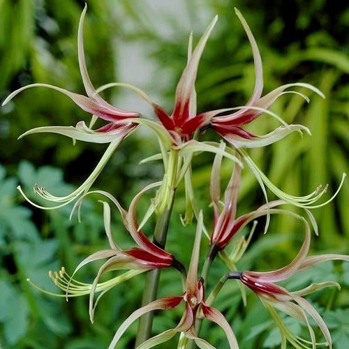 Hippeastrum 'Chico' / 'Quito' / 'La Paz' / 'Tango'