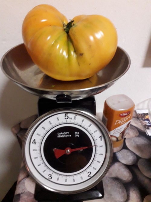 Vleestomaat 'Kellogg's Breakfast' / 'Orange Giant'