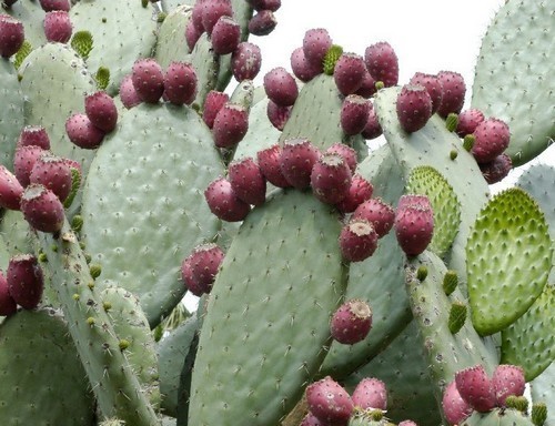 Vijgcactus