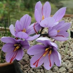 aflevering Taille raket Crocus sativus