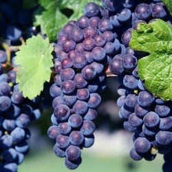 Pitloze Blauwe Druif Glenora 