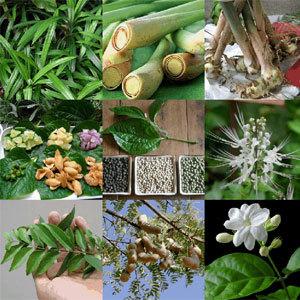 Pandan, Citroengras, Thaise gember, Piper sarmentosum, Piper nigrum, Kumis kucing, Kerriebladboom, Tamarinde