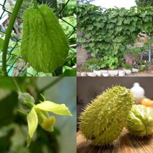 Chayote