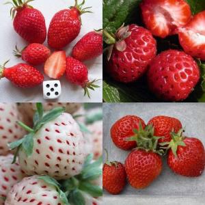 Aardbeien