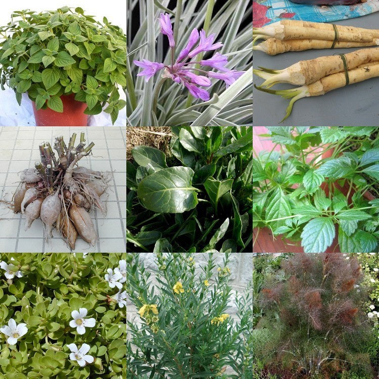 Planten bij Vreeken's Zaden