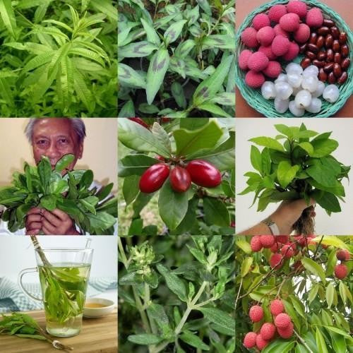 Surinaamse postelein en Djeroek Poeroet