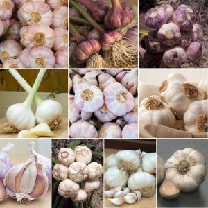 Verschillende soorten knoflook