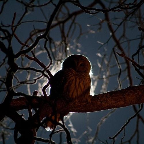 Nacht uil