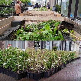 Planten bij Vreeken's Zaden