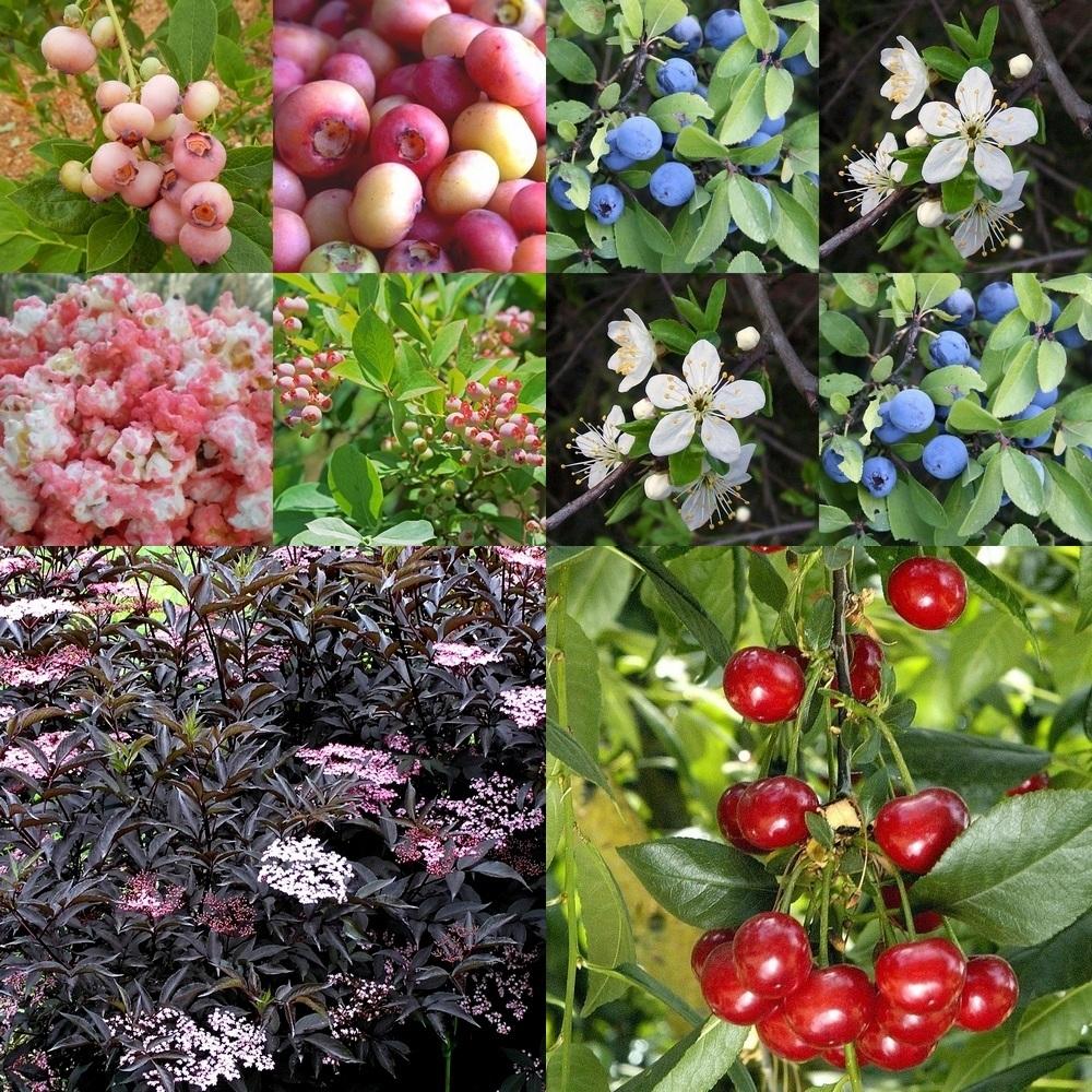 Verschillende soorten fruit struiken