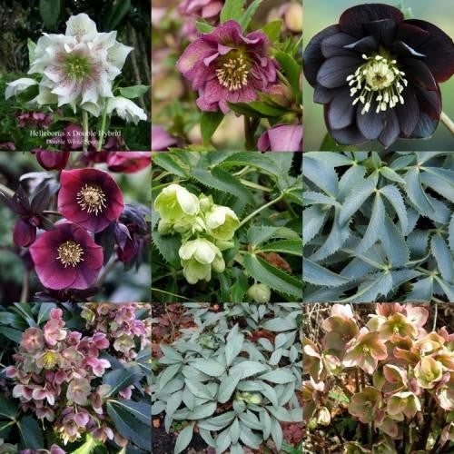 Helleborus planten