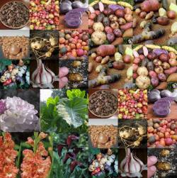 verschillende aardappelen en knoflook soorten