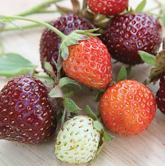Aardbeien