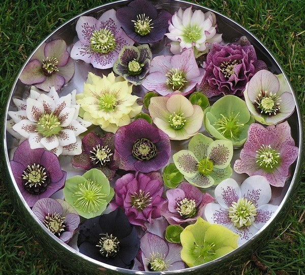 Afbeelding van helleborus bloemen