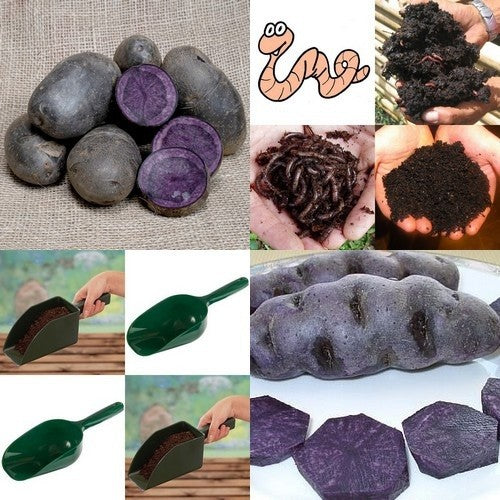 Paarse aardappel, schepje en wormen