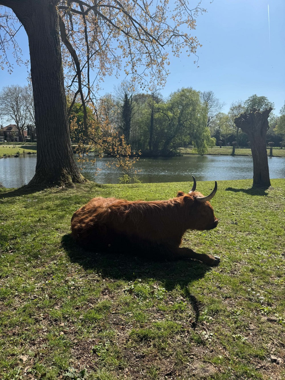 Schotse hooglander