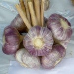 Garlic and other autumnal treasures