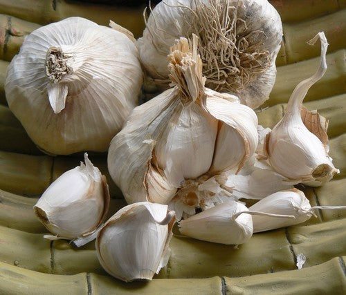 Van knoflook tot bloembol: volop nieuws voor de tuin