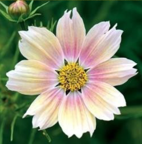 Garden plans in winter? Yes, absolutely!