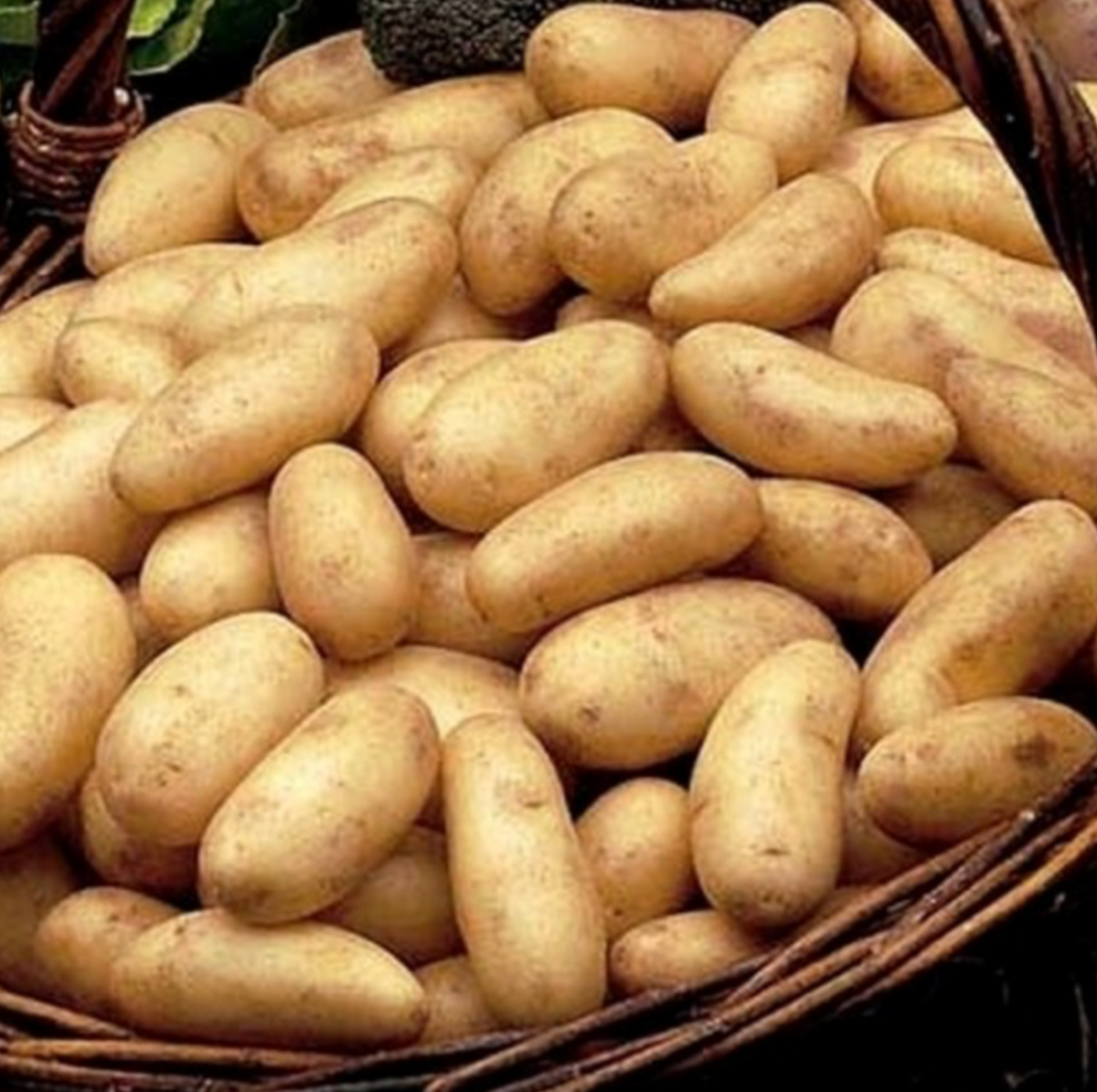 Potatoes, bulbs and beautiful varieties to look forward to!