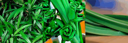 Pandanplant