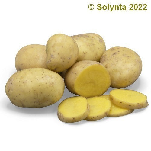 Aardappel 'solhy 012' F1