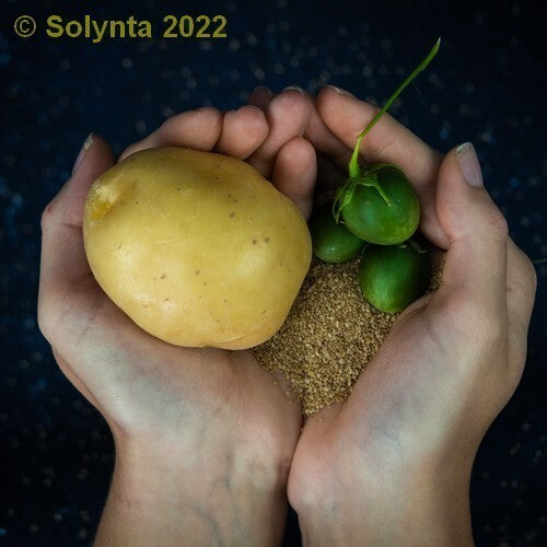 Potato 'Solhy 012' F1