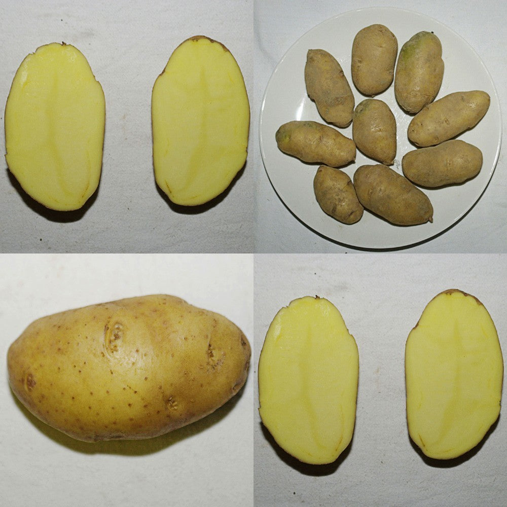 Aardappel ‘Blue Berry’