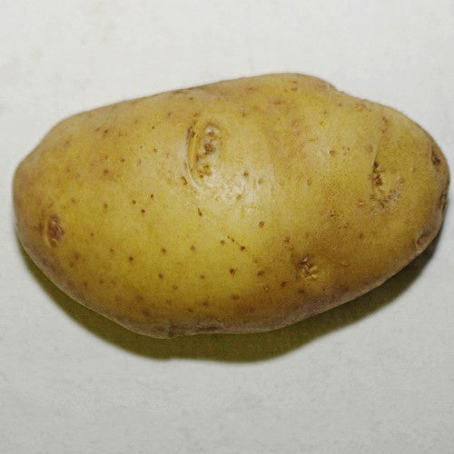 Aardappel ‘Blue Berry’