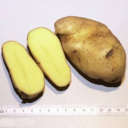 Aardappel ‘Blue Berry’