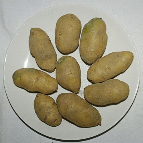 Aardappel ‘Blue Berry’