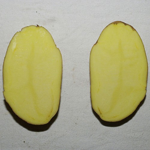 Aardappel ‘Blue Berry’